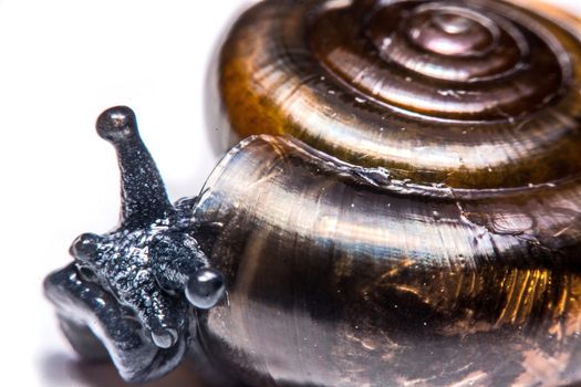 Macro , Garden close up snail on white background