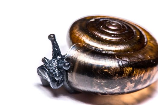 Macro , Garden close up snail on white background