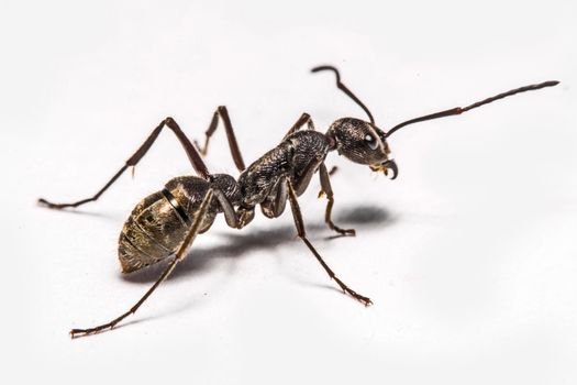 closeup of ants on a white background