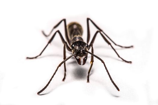 closeup of ants on a white background