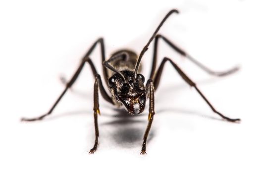 closeup of ants on a white background