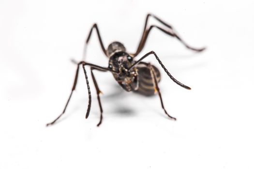 closeup of ants on a white background