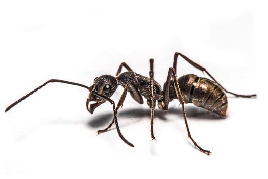 closeup of ants on a white background