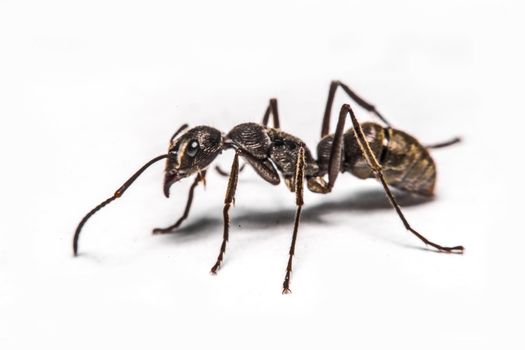 closeup of ants on a white background