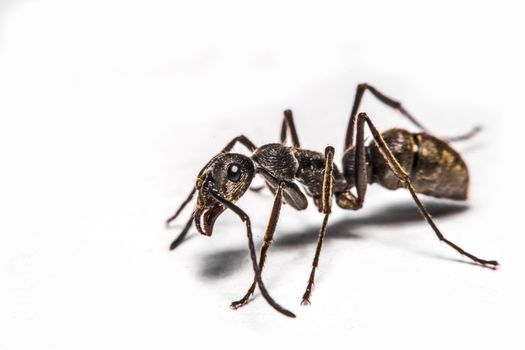 closeup of ants on a white background