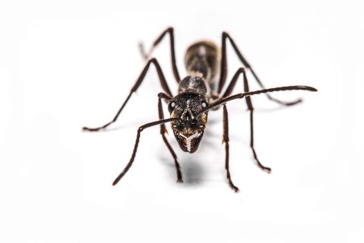 closeup of ants on a white background