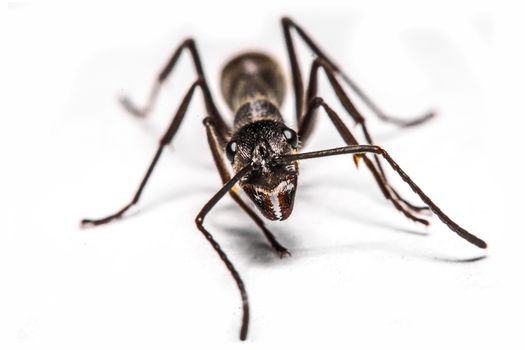 closeup of ants on a white background