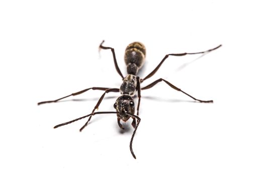 closeup of ants on a white background