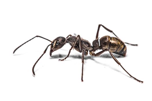 closeup of ants on a white background