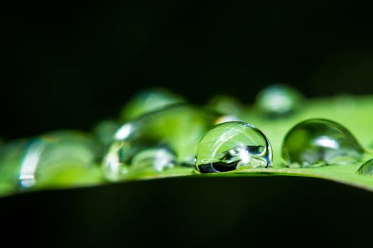 fresh green leaf with water droplets, super macro