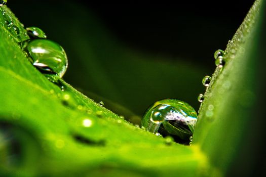 fresh green leaf with water droplets, super macro