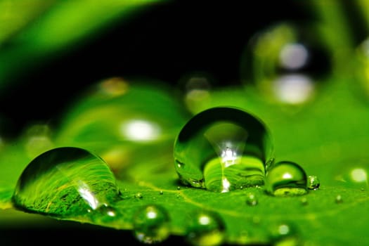 fresh green leaf with water droplets, super macro