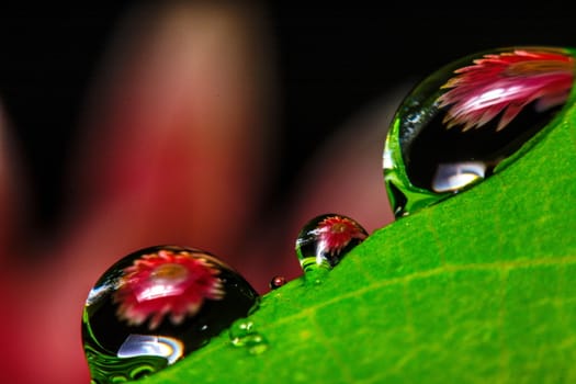 fresh green leaf with water droplets, super macro