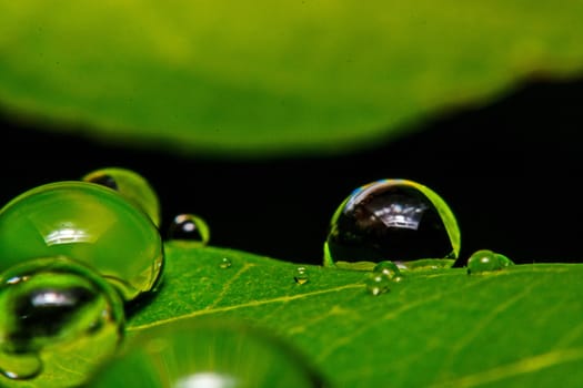 fresh green leaf with water droplets, super macro