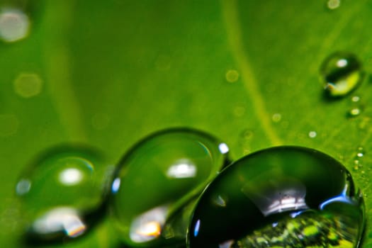 fresh green leaf with water droplets, super macro