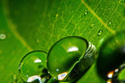 fresh green leaf with water droplets, super macro