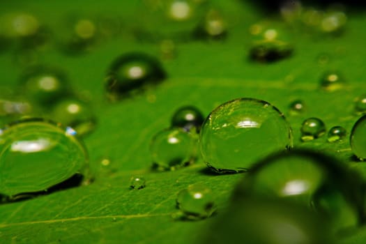 fresh green leaf with water droplets, super macro