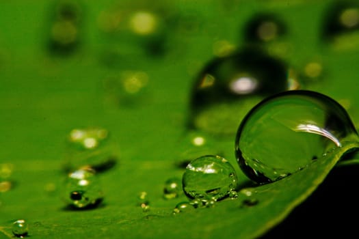 fresh green leaf with water droplets, super macro