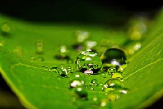 fresh green leaf with water droplets, super macro