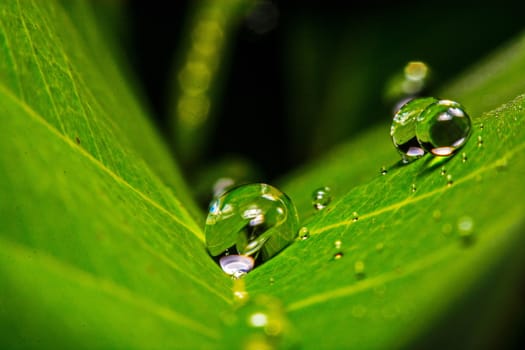 fresh green leaf with water droplets, super macro