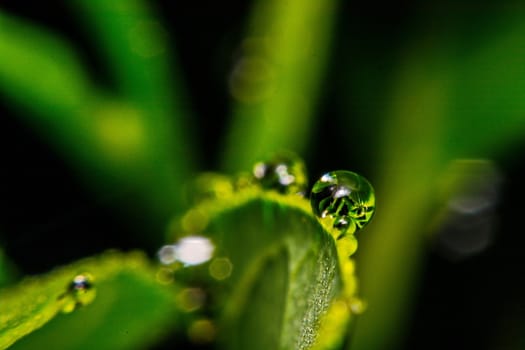 fresh green leaf with water droplets, super macro