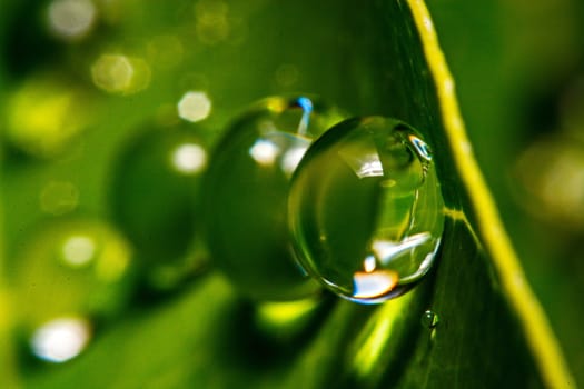 fresh green leaf with water droplets, super macro