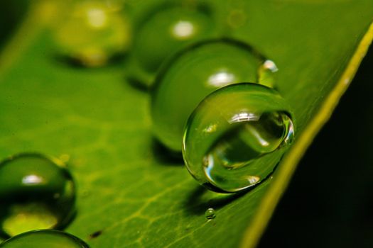 fresh green leaf with water droplets, super macro