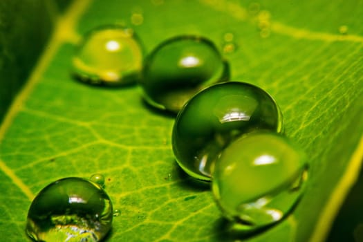 fresh green leaf with water droplets, super macro