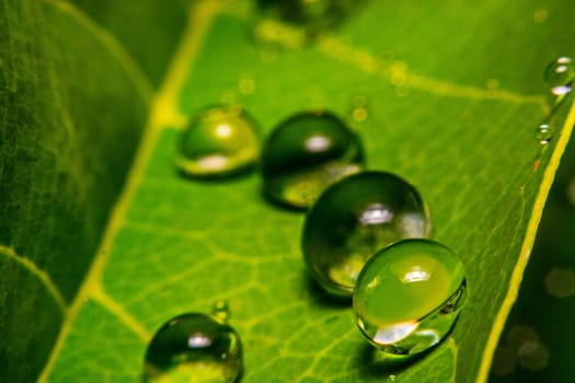 fresh green leaf with water droplets, super macro