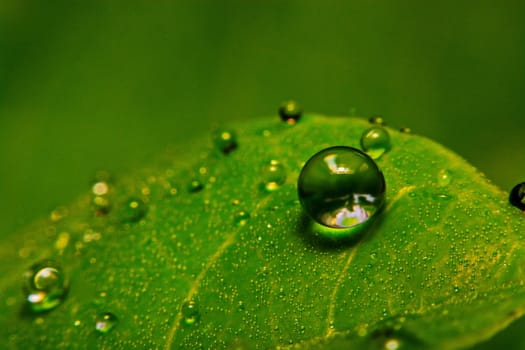 fresh green leaf with water droplets, super macro