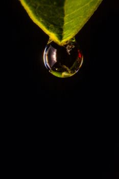 fresh green leaf with water droplets, super macro