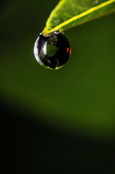 fresh green leaf with water droplets, super macro