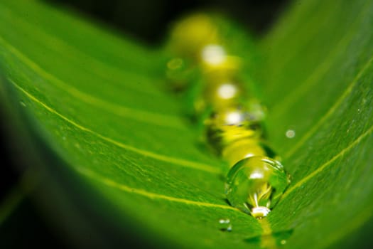 fresh green leaf with water droplets, super macro