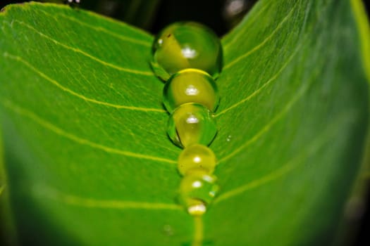 fresh green leaf with water droplets, super macro