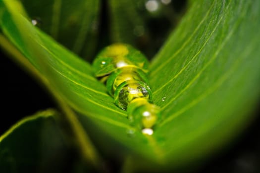 fresh green leaf with water droplets, super macro