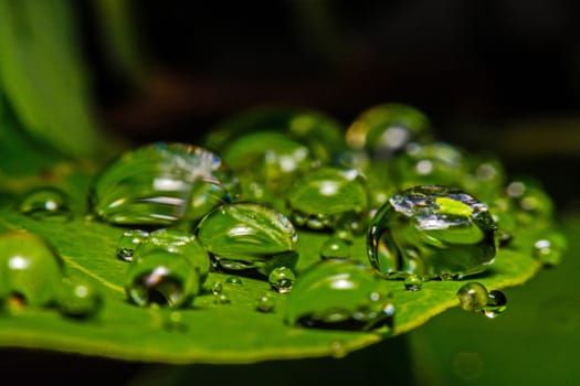 fresh green leaf with water droplets, super macro