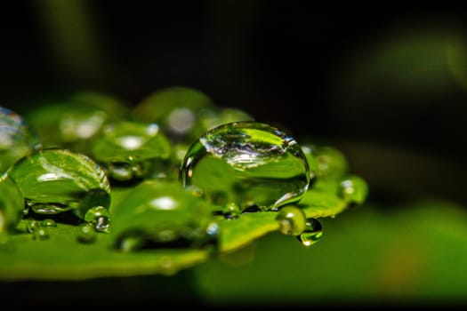 fresh green leaf with water droplets, super macro