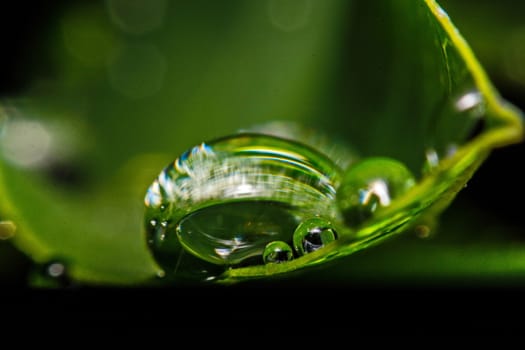 fresh green leaf with water droplets, super macro