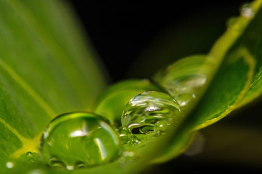 fresh green leaf with water droplets, super macro