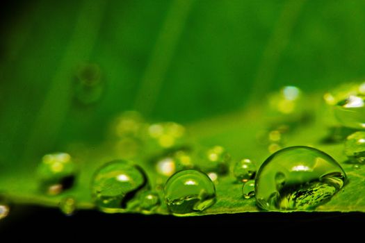 fresh green leaf with water droplets, super macro