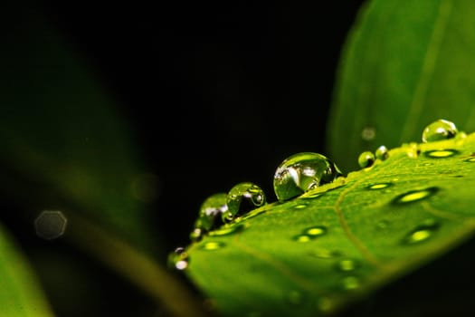 fresh green leaf with water droplets, super macro