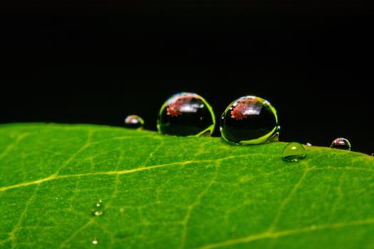 fresh green leaf with water droplets, super macro