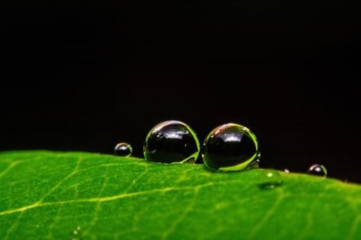 fresh green leaf with water droplets, super macro