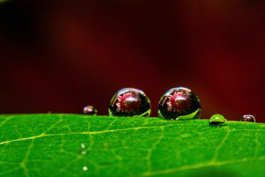 fresh green leaf with water droplets, super macro