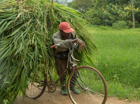 Morogoro, Tanzania: April 23: A man pushes his bicycle overloaded with freshly cut elephant grass - April 23, 2015 in Morogoro, Tanzania