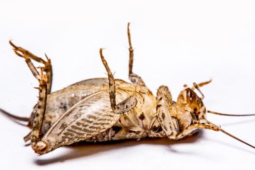 Gryllidae isolated on a white background