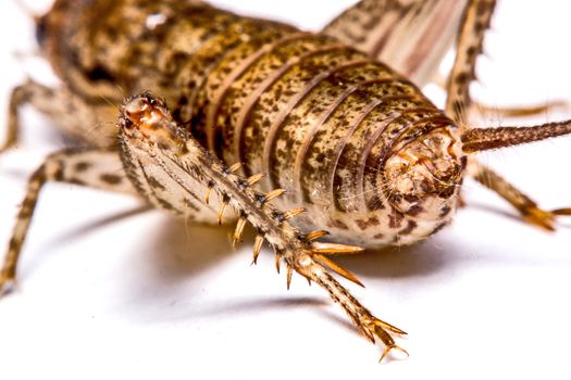 Gryllidae isolated on a white background