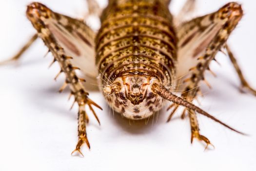 Gryllidae isolated on a white background