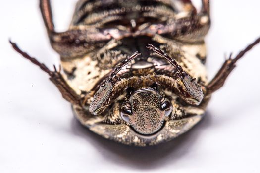 Macro Beetle black on white background.