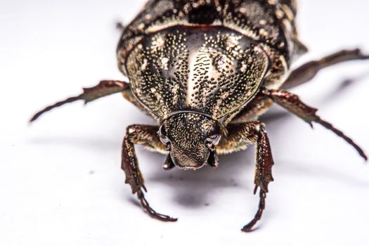 Macro Beetle black on white background.